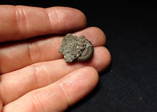 Load image into Gallery viewer, Crucilobiceras pyrite ammonite fossil (22 mm)