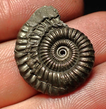Load image into Gallery viewer, Crucilobiceras pyrite ammonite fossil (23 mm)