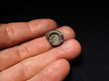 Load image into Gallery viewer, Crucilobiceras pyrite ammonite fossil (17 mm)