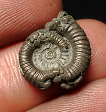 Load image into Gallery viewer, Crucilobiceras pyrite ammonite fossil (17 mm)