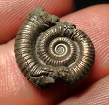 Load image into Gallery viewer, Crucilobiceras pyrite ammonite fossil (17 mm)