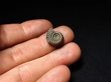 Load image into Gallery viewer, Crucilobiceras pyrite ammonite fossil (15 mm)