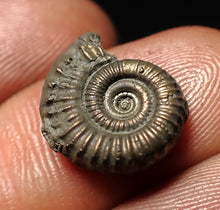 Load image into Gallery viewer, Crucilobiceras pyrite ammonite fossil (15 mm)