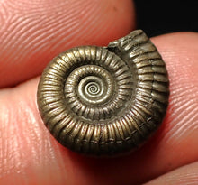 Load image into Gallery viewer, Crucilobiceras pyrite ammonite fossil (15 mm)