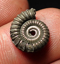 Load image into Gallery viewer, Crucilobiceras pyrite ammonite fossil (13 mm)