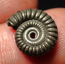 Load image into Gallery viewer, Crucilobiceras pyrite ammonite fossil (13 mm)