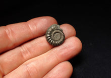 Load image into Gallery viewer, Crucilobiceras pyrite ammonite fossil (20 mm)