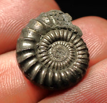 Load image into Gallery viewer, Crucilobiceras pyrite ammonite fossil (20 mm)