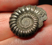 Load image into Gallery viewer, Crucilobiceras pyrite ammonite fossil (20 mm)