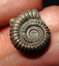 Load image into Gallery viewer, Crucilobiceras pyrite ammonite fossil (15 mm)