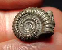 Load image into Gallery viewer, Crucilobiceras pyrite ammonite fossil (15 mm)
