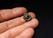 Load image into Gallery viewer, Crucilobiceras pyrite ammonite fossil (15 mm)