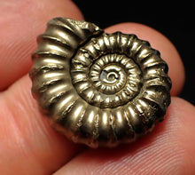 Load image into Gallery viewer, Large Promicroceras pyritosum ammonite fossil (23 mm)