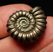 Load image into Gallery viewer, Large Promicroceras pyritosum ammonite fossil (23 mm)
