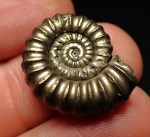 Load image into Gallery viewer, Large Promicroceras pyritosum ammonite fossil (23 mm)