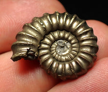 Load image into Gallery viewer, Large Promicroceras pyritosum ammonite fossil (24 mm)