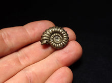 Load image into Gallery viewer, Large Promicroceras pyritosum ammonite fossil (24 mm)