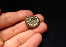 Load image into Gallery viewer, Huge perfect Promicroceras pyritosum ammonite fossil (25 mm)