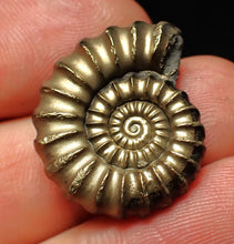 Load image into Gallery viewer, Huge perfect Promicroceras pyritosum ammonite fossil (25 mm)