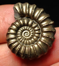 Load image into Gallery viewer, Huge perfect Promicroceras pyritosum ammonite fossil (25 mm)