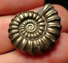 Load image into Gallery viewer, Huge perfect Promicroceras pyritosum ammonite fossil (25 mm)