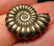 Load image into Gallery viewer, High-quality Promicroceras pyritosum ammonite fossil (21 mm)