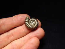 Load image into Gallery viewer, Large perfect Promicroceras pyritosum ammonite fossil (23 mm)