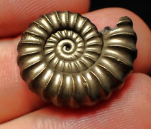 Load image into Gallery viewer, Large perfect Promicroceras pyritosum ammonite fossil (23 mm)