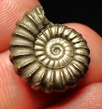Load image into Gallery viewer, Promicroceras pyritosum ammonite fossil (18 mm)