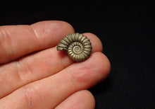 Load image into Gallery viewer, High-quality Promicroceras pyritosum ammonite fossil (21 mm)