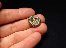Load image into Gallery viewer, Perfect Promicroceras pyritosum ammonite fossil (21 mm)