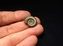 Load image into Gallery viewer, Perfect Promicroceras pyritosum ammonite fossil (21 mm)