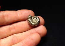 Load image into Gallery viewer, Promicroceras pyritosum ammonite fossil (20 mm)