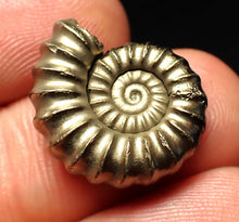 Load image into Gallery viewer, Promicroceras pyritosum ammonite fossil (20 mm)