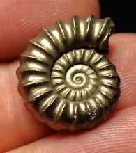 Load image into Gallery viewer, Promicroceras pyritosum ammonite fossil (20 mm)