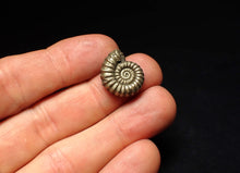 Load image into Gallery viewer, Promicroceras pyritosum ammonite fossil (19 mm)
