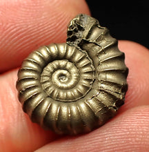 Load image into Gallery viewer, Promicroceras pyritosum ammonite fossil (19 mm)