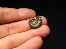 Load image into Gallery viewer, Promicroceras pyritosum ammonite fossil (19 mm)