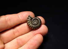Load image into Gallery viewer, Huge high-quality Promicroceras pyritosum ammonite fossil (25 mm)
