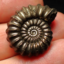 Load image into Gallery viewer, Huge high-quality Promicroceras pyritosum ammonite fossil (25 mm)