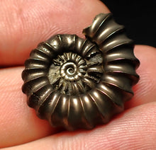 Load image into Gallery viewer, Huge high-quality Promicroceras pyritosum ammonite fossil (25 mm)