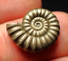 Load image into Gallery viewer, Perfect Promicroceras pyritosum ammonite fossil (16 mm)