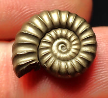 Load image into Gallery viewer, Perfect Promicroceras pyritosum ammonite fossil (16 mm)