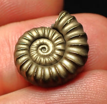 Load image into Gallery viewer, Perfect Promicroceras pyritosum ammonite fossil (16 mm)