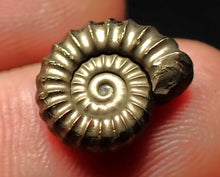 Load image into Gallery viewer, Perfect Promicroceras pyritosum ammonite fossil (14 mm)