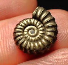 Load image into Gallery viewer, Perfect Promicroceras pyritosum ammonite fossil (14 mm)