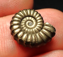 Load image into Gallery viewer, Perfect Promicroceras pyritosum ammonite fossil (14 mm)