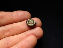 Load image into Gallery viewer, Perfect Promicroceras pyritosum ammonite fossil (14 mm)