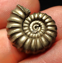 Load image into Gallery viewer, Promicroceras pyritosum ammonite fossil (19 mm)