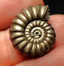 Load image into Gallery viewer, Promicroceras pyritosum ammonite fossil (19 mm)